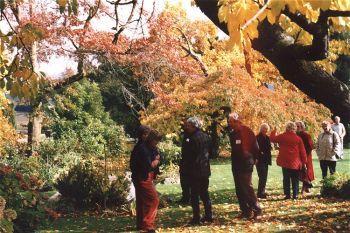 Autumn colours in the garden - Click for a larger image