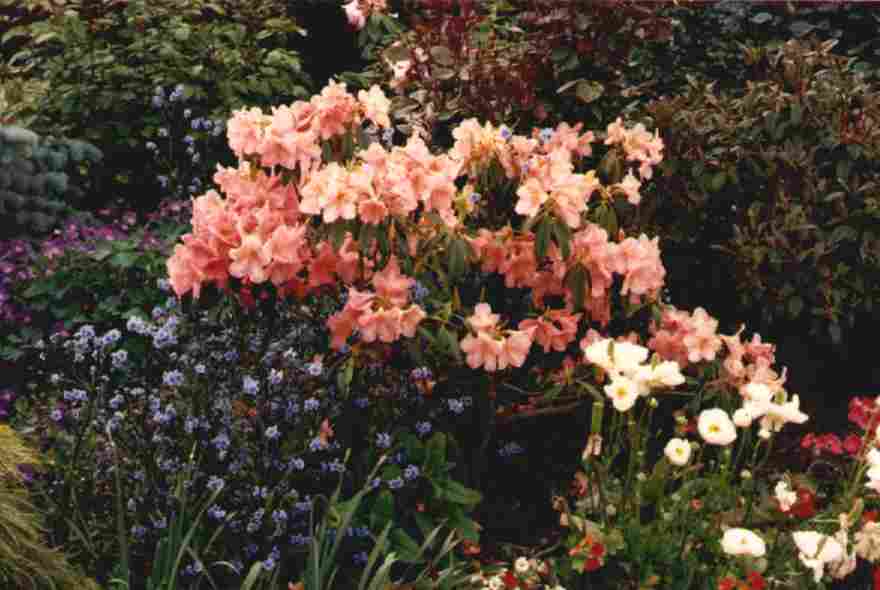 Spring flowers - Click for a larger image